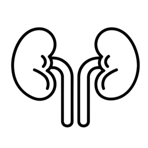 Kidney