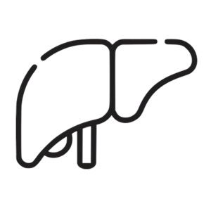 Liver